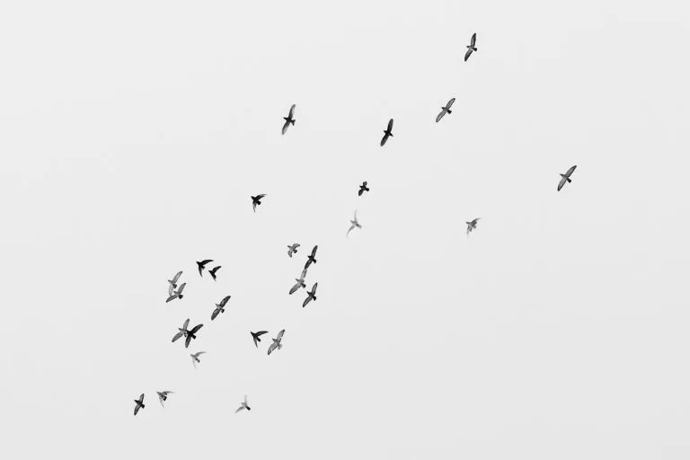 An image from the project 'Flight', a photography project by George Burke featured on blume
